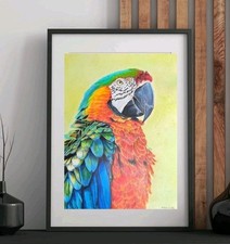 Papagei Buntstiftzeichnung
