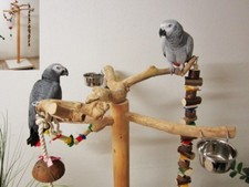 Freisitz für Papageien a