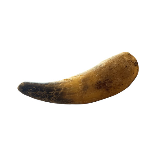 Stück rinderhorn xxl - stück,