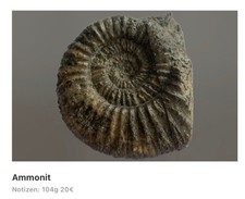 Eindrucksvolle fossilien - 12,