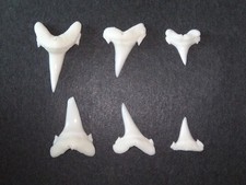 Lachshai (Lamna ditropis) - 6 echte Haizähne (Hai, Zahn, Gebiss) #2