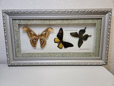 3 Schmetterlinge Attacus Atlas, Troides Aeacus, Papilio Maacki Insekten Rahmen