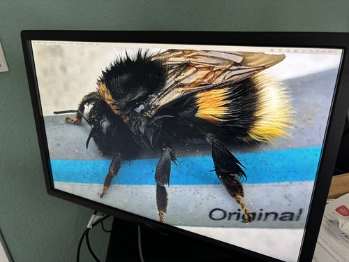 11x dell ultrasharp - 11x, u2412m