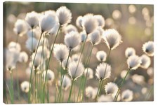Leinwandbild Wollgraszauber -
