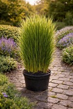 Nordwind Panicum virgatum