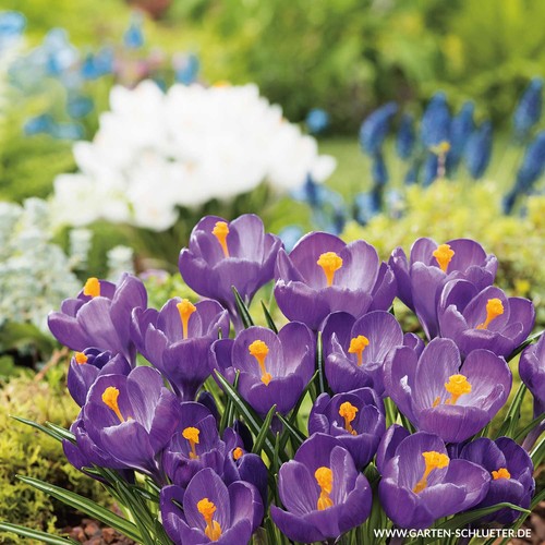 Großblumige krokusse - krokusse, in