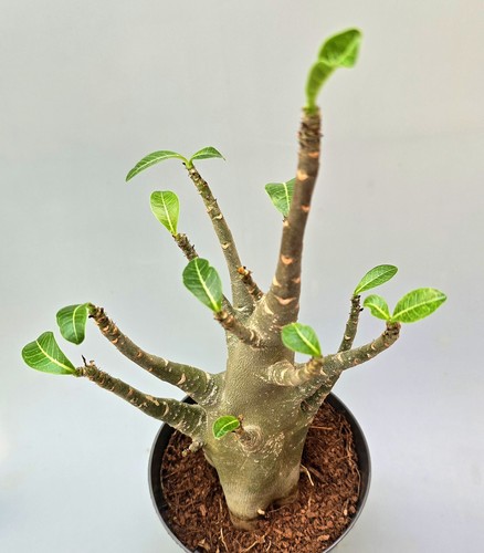 Sehr schöne adenium baobab - schöne,