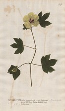 Gossypium herbaceum Baumwolle