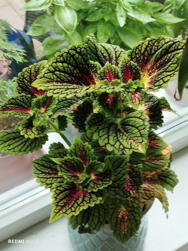 Buntnessel coleus für - buntnessel,