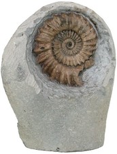 Lias  Oistoceras figulinum
