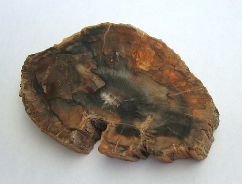 Versteinertes holz 118 - holz, g
