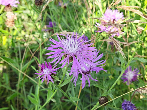 Wiesen flockenblume centaurea - wiesen-flockenblume,