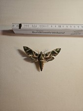 ENTOMOLOGIE, SCHMETTERLING