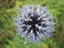 Ruthenische Kugeldistel, Echinops ritro, Bienenweide, blaublühend, 30 Samen