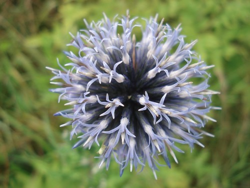 Ruthenische kugeldistel - ruthenische,