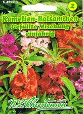 Kamelien balsaminen gefüllte - kamelien,