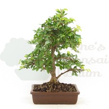 BONSAI Japanische Ulme 'Ulmus japonica' Pflegeleicht & Anfängergeeignet