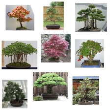 Samen bonsai - samen, i