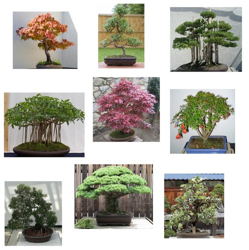 Samen bonsai - bonsai, i