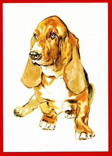 Tiere hund basset - tiere,
