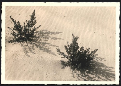 Fotografie kurische nehrung - kurische,