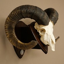 Mufflon (Ovis gmelini musimon)