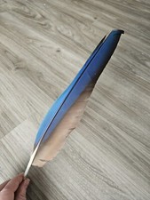 31.5 cm blaue 💙 Vogelfeder
