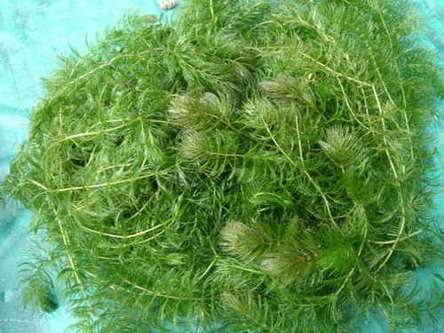 Große portion hornkraut - hornkraut, *