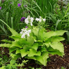 Funkie Hosta Knolle Staude