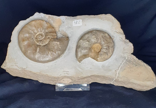 Platte ammoniten ceratites - platte,