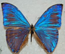 Morpho adonis,male-A2 repared