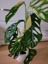 Monstera Adansonii Variegata Steckling no Pflanze 