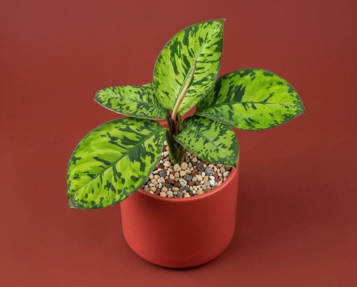 Homalomena wallisii camouflage - wallisii,