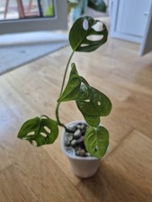 Monstera Adansonii Monkey Leafs Pflanze in Hydrokultur Mineralisches Substrat 