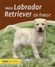 Mein Labrador Retriever zu
