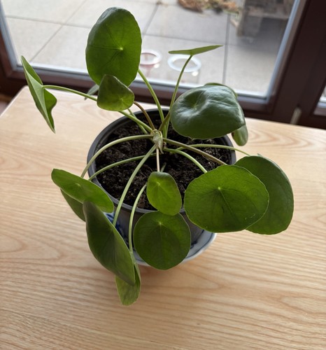 Ufopflanze pilea - -,