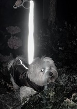 LEINENSOCKE Dog Leash Lighting