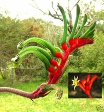 Känguruhpfote schnellwüchsige Pflanzen immergrüne Palmen für den Blumentopf !