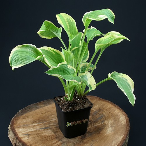 Funkie hosta wide - funkie,