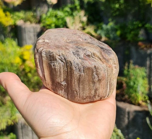 Versteinertes holz arizona - versteinertes,