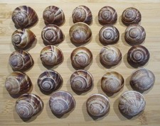 24 leere Schneckenhäuser