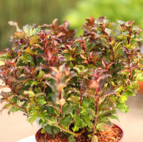 Stechpalme ilex meserveae - ilex,
