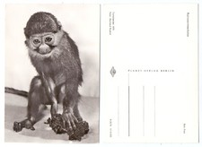 104531 - Rotnasen-Meerkatze - Echtfoto - alte Ansichtskarte