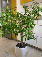 Ficus Benjamina 'Exotica'