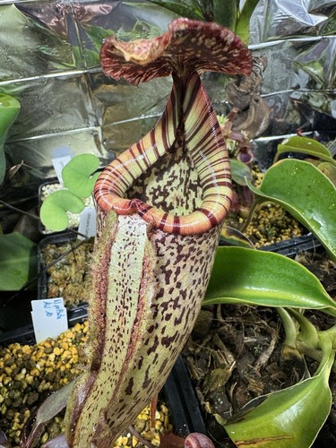 Nepenthes burbidgeae mt - nepenthes, burbidgeae,