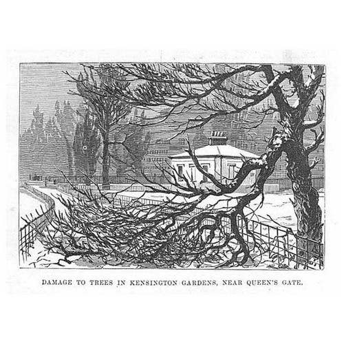 Kensington gardens damage - gardens,