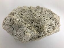 Echte Koralle Meereskoralle Sammlerstück Aquarium, Terrarium