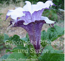 Datura CORNUCOPAEA* Engelstrompete*gesprenkelt*15 Samen