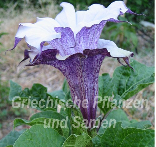 Datura cornucopaea - datura, cornucopaea*