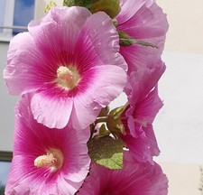 20 Samen von Stockrosen, violett,  aussen hell,  innen dunkel violett 